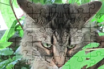 Assia jigsaw puzzle