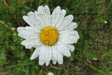 marguerite