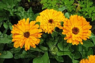 calendulas