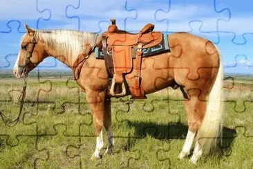 פאזל של Caballo palomino