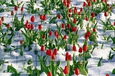 tulipanes rojos en la nieve