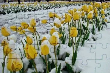 tulipanes amarillos en nieve