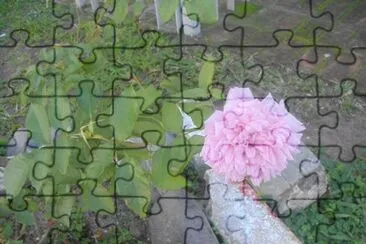 Rosa SolitÃ¡ria jigsaw puzzle