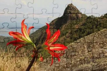 Crino Vermelho jigsaw puzzle