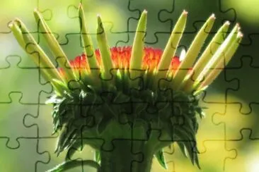 echinacea jigsaw puzzle