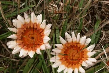 GAZANIA