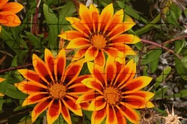 gazania