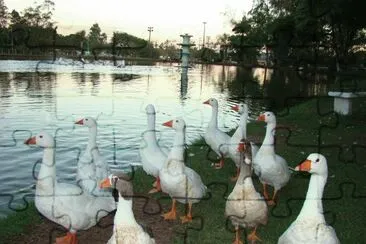 Patos CentenÃ¡rio