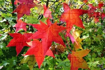 liquidambar