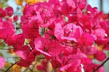 bougainvillier