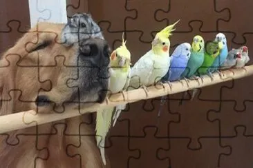 amigos jigsaw puzzle