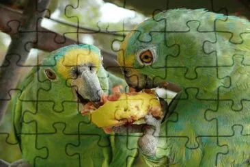 loritos jigsaw puzzle