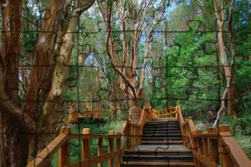 Bosque de Arrayanes. NeuquÃ©n. Argentina