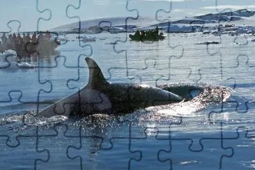 Orca en la AntÃ¡rtida Argentina