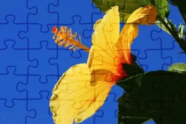 Hibisco Amarelo jigsaw puzzle