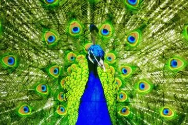 peacock