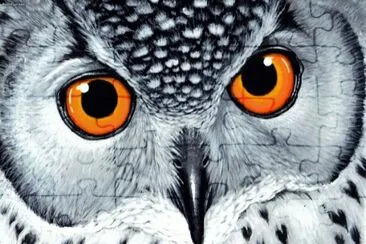 owl