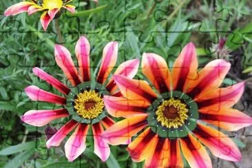 gazania