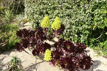 aeonium arboreum