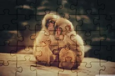 baby monkeys jigsaw puzzle