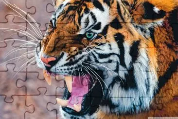 tiger jigsaw puzzle