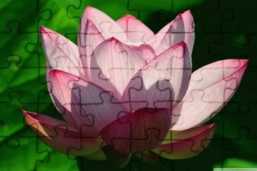 lotus flower