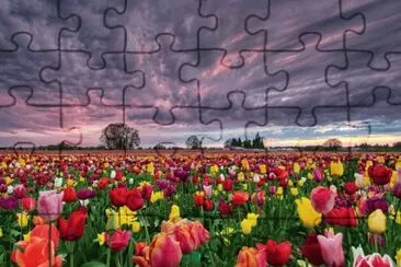 campo jigsaw puzzle