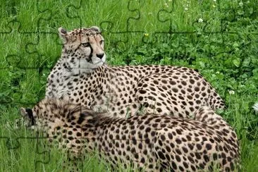 Cheetah at Kristiansand Zoo, by Inga Photography