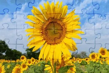 tournesol