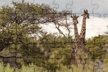 PN Etosha. Namibia