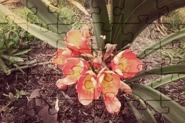 OrquÃ­dea jigsaw puzzle