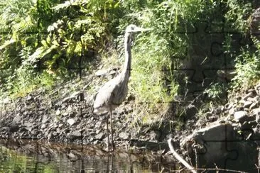 Heron in the river - don 't take my fish!