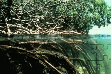 Manglar en BangladÃ©s