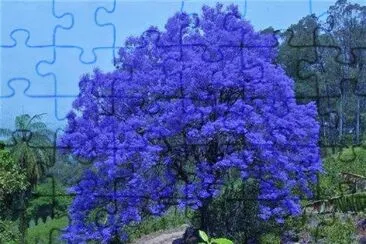 FLORES jigsaw puzzle