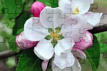 FLORES jigsaw puzzle