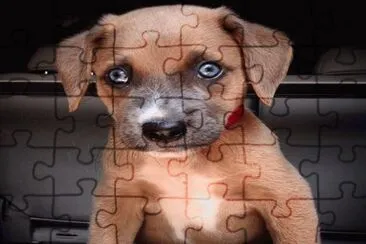 bello jigsaw puzzle