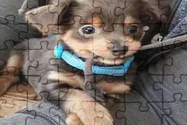 cute jigsaw puzzle