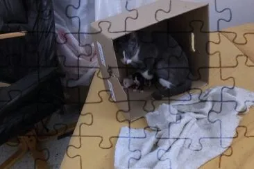 ×—×ª×•×œ×” jigsaw puzzle