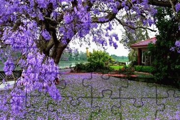 jacarandas