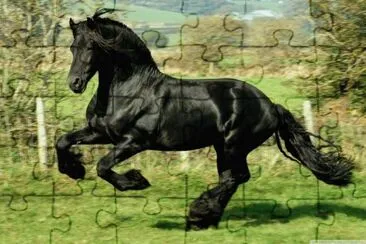 cavalo negro