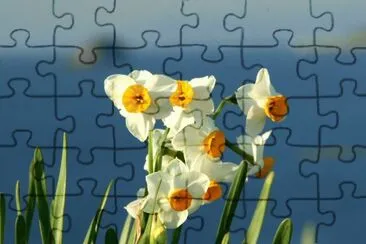 æ°´ä»™ jigsaw puzzle