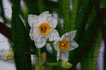 æ°´ä»™ jigsaw puzzle