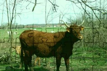 vache et son veau