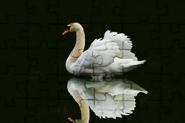 cisne