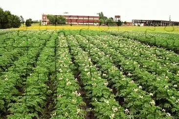 Cultivo de papa en Balcarce. Buenos Aires. Argentina