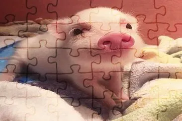 cerdito jigsaw puzzle