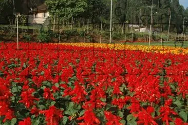 Florada vermelha