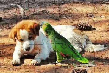 Cachorro e Papagaio jigsaw puzzle