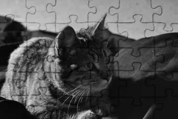 Miel jigsaw puzzle