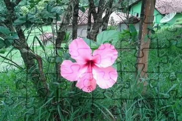 פאזל של Hibisco rosa